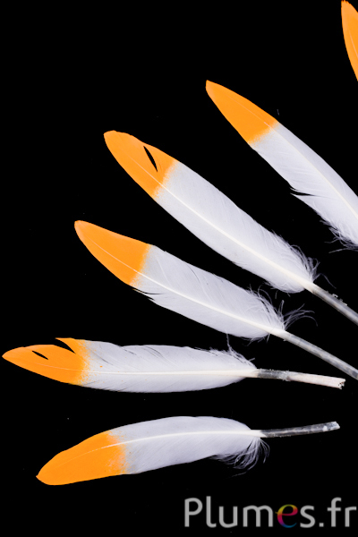 Oie Lame pointe safran - 10-15 cm - blanc-crème